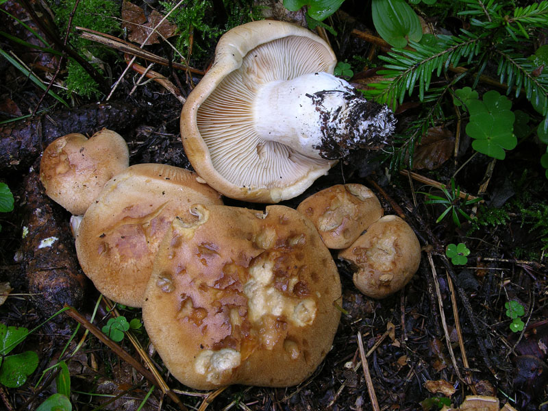 Cortinarius pseudocrassus da confermare.